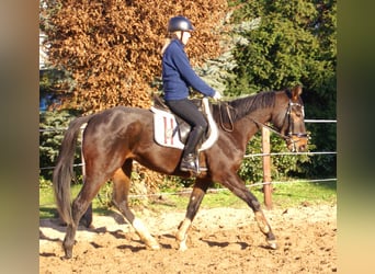 Caballo de deporte irlandés, Yegua, 5 años, 158 cm, Castaño oscuro