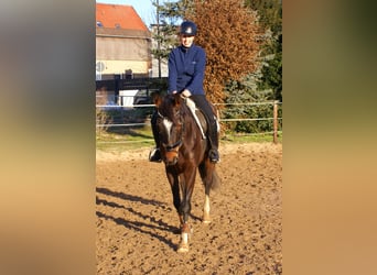 Caballo de deporte irlandés, Yegua, 5 años, 158 cm, Castaño oscuro