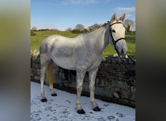 Caballo de deporte irlandés, Yegua, 5 años, 158 cm, Tordo