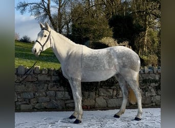 Caballo de deporte irlandés, Yegua, 5 años, 158 cm, Tordo
