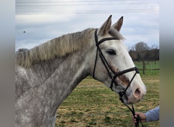 Caballo de deporte irlandés, Yegua, 5 años, 159 cm