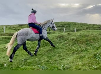 Caballo de deporte irlandés, Yegua, 5 años, 159 cm, Tordo rodado