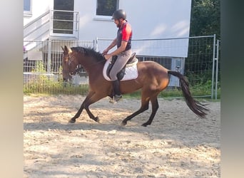 Caballo de deporte irlandés, Yegua, 5 años, 160 cm, Castaño