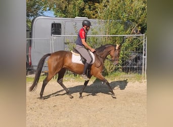 Caballo de deporte irlandés, Yegua, 5 años, 160 cm, Castaño