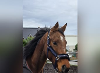 Caballo de deporte irlandés, Yegua, 5 años, 160 cm, Castaño