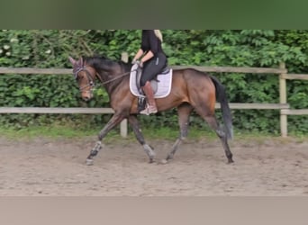 Caballo de deporte irlandés, Yegua, 5 años, 160 cm, Morcillo