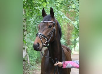 Caballo de deporte irlandés, Yegua, 5 años, 160 cm, Morcillo