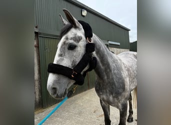 Caballo de deporte irlandés, Yegua, 5 años, 160 cm, Tordo rodado