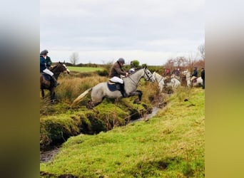 Caballo de deporte irlandés, Yegua, 5 años, 160 cm, Tordo rodado