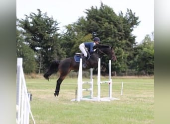 Caballo de deporte irlandés, Yegua, 5 años, 161 cm, Castaño oscuro