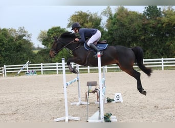 Caballo de deporte irlandés, Yegua, 5 años, 161 cm, Castaño oscuro