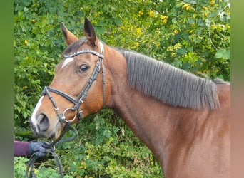 Caballo de deporte irlandés, Yegua, 5 años, 162 cm, Castaño