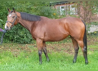 Caballo de deporte irlandés, Yegua, 5 años, 162 cm, Castaño