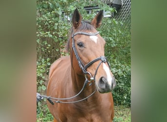 Caballo de deporte irlandés, Yegua, 5 años, 162 cm, Castaño