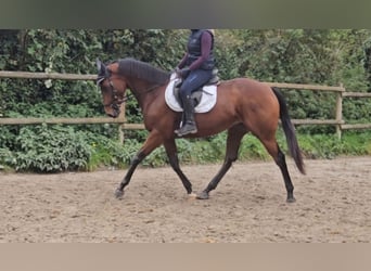 Caballo de deporte irlandés, Yegua, 5 años, 162 cm, Castaño