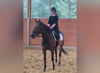 Caballo de deporte irlandés, Yegua, 5 años, 162 cm, Castaño