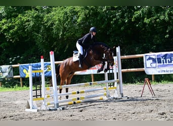 Caballo de deporte irlandés, Yegua, 5 años, 162 cm, Castaño