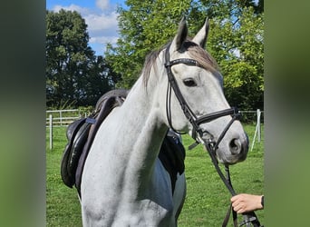 Caballo de deporte irlandés, Yegua, 5 años, 162 cm, Tordo rodado