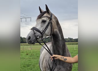 Caballo de deporte irlandés Mestizo, Yegua, 5 años, 162 cm, Tordo rodado