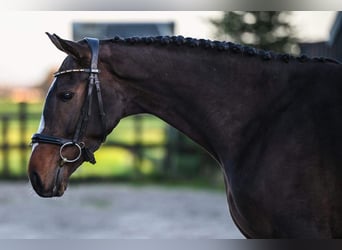 Caballo de deporte irlandés, Yegua, 5 años, 163 cm, Morcillo
