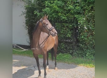 Caballo de deporte irlandés, Yegua, 5 años, 164 cm, Castaño