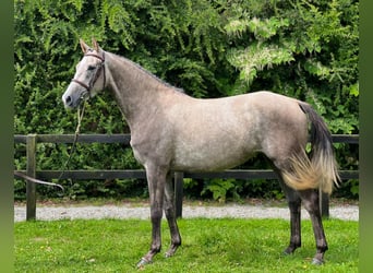 Caballo de deporte irlandés, Yegua, 5 años, 164 cm, Tordo