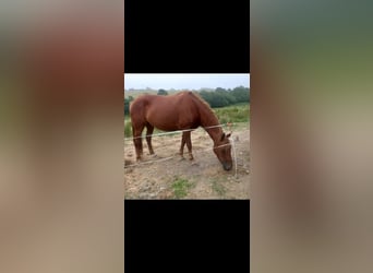 Caballo de deporte irlandés, Yegua, 5 años, 165 cm, Alazán