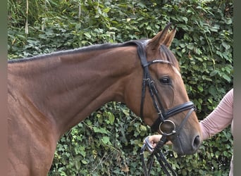 Caballo de deporte irlandés, Yegua, 5 años, 165 cm, Castaño