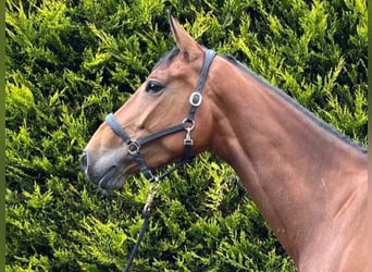 Caballo de deporte irlandés, Yegua, 5 años, 165 cm, Castaño