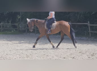 Caballo de deporte irlandés, Yegua, 5 años, 165 cm, Castaño
