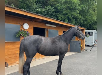 Caballo de deporte irlandés, Yegua, 5 años, 166 cm, Tordo