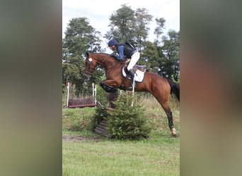 Caballo de deporte irlandés, Yegua, 5 años, 167 cm, Castaño