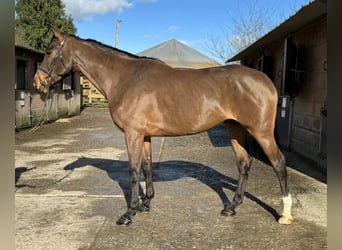 Caballo de deporte irlandés, Yegua, 5 años, 167 cm, Castaño