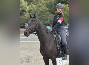 Caballo de deporte irlandés, Yegua, 5 años, 167 cm, Morcillo