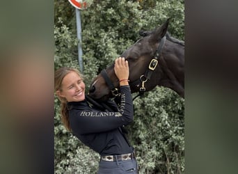 Caballo de deporte irlandés, Yegua, 5 años, 167 cm, Morcillo