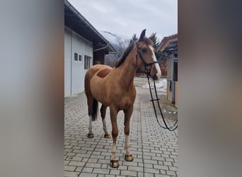 Caballo de deporte irlandés, Yegua, 5 años, 168 cm, Alazán