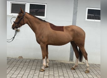 Caballo de deporte irlandés, Yegua, 5 años, 168 cm, Alazán