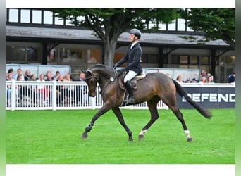 Caballo de deporte irlandés, Yegua, 5 años, 168 cm, Castaño