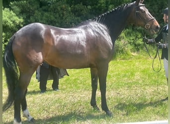 Caballo de deporte irlandés, Yegua, 5 años, 168 cm, Castaño