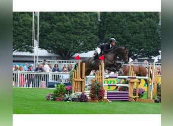 Caballo de deporte irlandés, Yegua, 5 años, 168 cm, Castaño