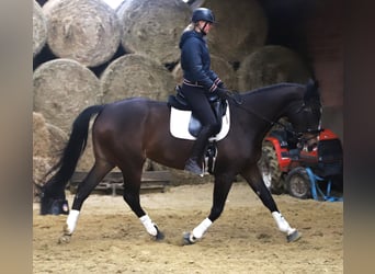 Caballo de deporte irlandés Mestizo, Yegua, 5 años, 168 cm, Castaño oscuro