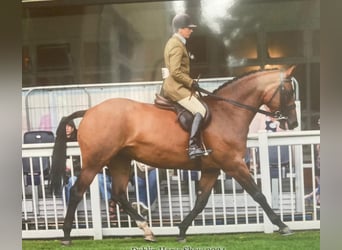 Caballo de deporte irlandés, Yegua, 5 años, 168 cm, Castaño rojizo