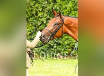 Caballo de deporte irlandés, Yegua, 5 años, 168 cm, Castaño rojizo