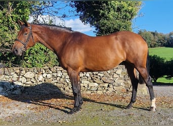 Caballo de deporte irlandés, Yegua, 5 años, 168 cm, Castaño rojizo