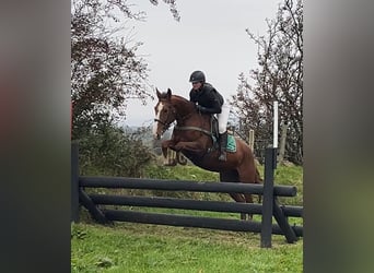 Caballo de deporte irlandés, Yegua, 5 años, 170 cm
