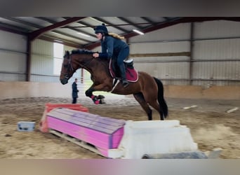 Caballo de deporte irlandés, Yegua, 6 años, 145 cm, Castaño claro