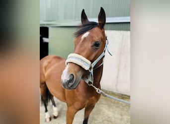 Caballo de deporte irlandés, Yegua, 6 años, 145 cm, Castaño claro