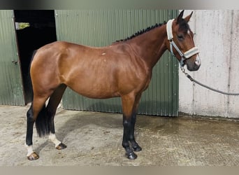 Caballo de deporte irlandés, Yegua, 6 años, 145 cm, Castaño claro