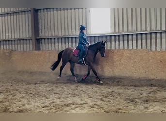 Caballo de deporte irlandés, Yegua, 6 años, 145 cm, Castaño claro
