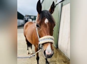 Caballo de deporte irlandés, Yegua, 6 años, 145 cm, Castaño claro